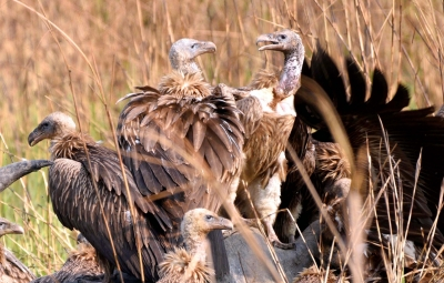 Banned veterinary drug still threatening endangered vultures, warn TN researchers | Banned veterinary drug still threatening endangered vultures, warn TN researchers Banned veterinary drug still threatening endangered vultures, warn TN researchers | Banned veterinary drug still threatening endangered vultures, warn TN researchers