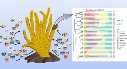 Indian study shows how freshwater sponge-associated microbes can tackle metal pollution | Indian study shows how freshwater sponge-associated microbes can tackle metal pollution Indian study shows how freshwater sponge-associated microbes can tackle metal pollution | Indian study shows how freshwater sponge-associated microbes can tackle metal pollution