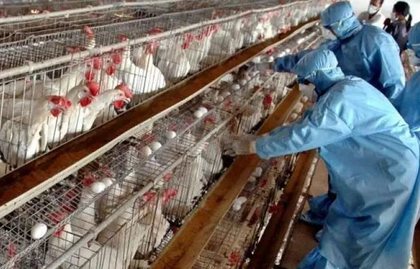 Heightened measures in TN's Namakkal as bird flu cases emerge in Kerala Heightened measures in TN's Namakkal as bird flu cases emerge in Kerala