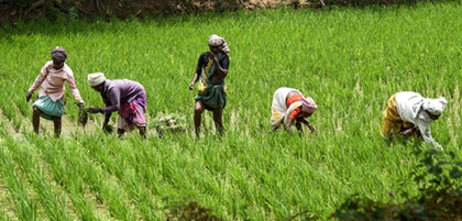 TN farmers seek extension of Mettur water release as Samba crop faces delay | TN farmers seek extension of Mettur water release as Samba crop faces delay TN farmers seek extension of Mettur water release as Samba crop faces delay | TN farmers seek extension of Mettur water release as Samba crop faces delay