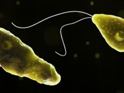 Study warns of growing global threat of brain-eating amoebae in water, environment Study warns of growing global threat of brain-eating amoebae in water, environment