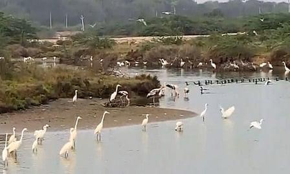Heavy rain creates rare bird haven in TN's Thoothukudi salt pans | Heavy rain creates rare bird haven in TN's Thoothukudi salt pans Heavy rain creates rare bird haven in TN's Thoothukudi salt pans | Heavy rain creates rare bird haven in TN's Thoothukudi salt pans