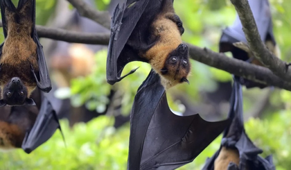 Thailand enhances screening of flights originating from Nipah Virus high-risk region | Thailand enhances screening of flights originating from Nipah Virus high-risk region Thailand enhances screening of flights originating from Nipah Virus high-risk region | Thailand enhances screening of flights originating from Nipah Virus high-risk region