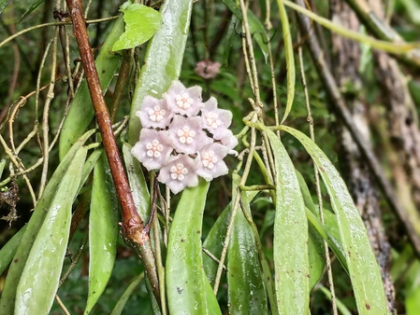 Nagaland varsity researchers discover new plant species, highlighting role of community-protected forests | Nagaland varsity researchers discover new plant species, highlighting role of community-protected forests Nagaland varsity researchers discover new plant species, highlighting role of community-protected forests | Nagaland varsity researchers discover new plant species, highlighting role of community-protected forests