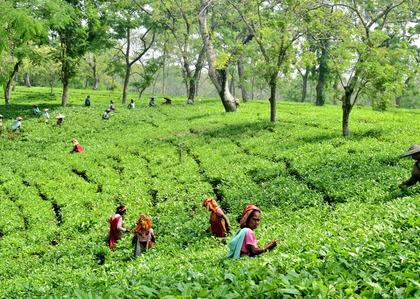 Assam: TAI welcomes Union Budget, hails focus on agriculture, tea workers’ welfare | Assam: TAI welcomes Union Budget, hails focus on agriculture, tea workers’ welfare Assam: TAI welcomes Union Budget, hails focus on agriculture, tea workers’ welfare | Assam: TAI welcomes Union Budget, hails focus on agriculture, tea workers’ welfare
