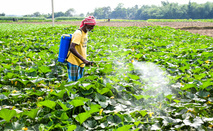 Area sown under rabi crop rises to 676.84 lakh hectares | Area sown under rabi crop rises to 676.84 lakh hectares Area sown under rabi crop rises to 676.84 lakh hectares | Area sown under rabi crop rises to 676.84 lakh hectares