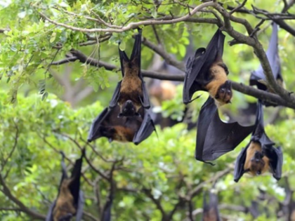 Japanese researchers to begin human trial for Nipah vaccine in April | Japanese researchers to begin human trial for Nipah vaccine in April Japanese researchers to begin human trial for Nipah vaccine in April | Japanese researchers to begin human trial for Nipah vaccine in April