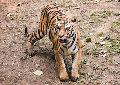 Tiger movement around Rajahmundry town triggers panic | Tiger movement around Rajahmundry town triggers panic Tiger movement around Rajahmundry town triggers panic | Tiger movement around Rajahmundry town triggers panic