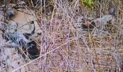 Namibian cheetah Aasha gives birth to five cubs at Kuno, India count rises to 35 | Namibian cheetah Aasha gives birth to five cubs at Kuno, India count rises to 35 Namibian cheetah Aasha gives birth to five cubs at Kuno, India count rises to 35 | Namibian cheetah Aasha gives birth to five cubs at Kuno, India count rises to 35