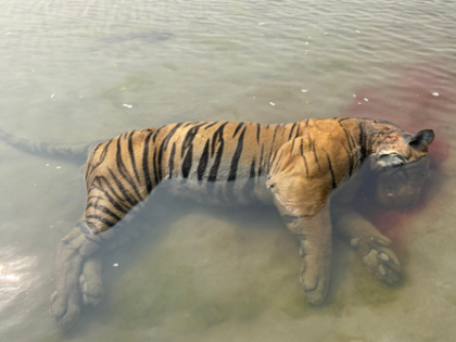 Third tiger carcass found in Kaziranga National Park in 25 days | Third tiger carcass found in Kaziranga National Park in 25 days Third tiger carcass found in Kaziranga National Park in 25 days | Third tiger carcass found in Kaziranga National Park in 25 days