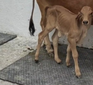 Gujarat records first Gyr calf born through IVF in Amreli | Gujarat records first Gyr calf born through IVF in Amreli Gujarat records first Gyr calf born through IVF in Amreli | Gujarat records first Gyr calf born through IVF in Amreli