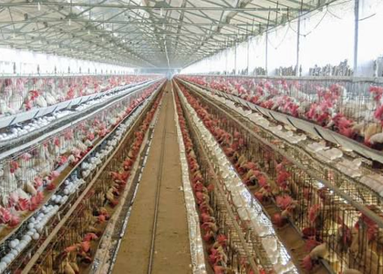 TN's Namakkal poultry farms step up biosecurity after bird flu alert | TN's Namakkal poultry farms step up biosecurity after bird flu alert TN's Namakkal poultry farms step up biosecurity after bird flu alert | TN's Namakkal poultry farms step up biosecurity after bird flu alert