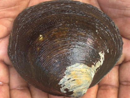 CMFRI breakthrough revives hope for mangrove clam restoration | CMFRI breakthrough revives hope for mangrove clam restoration CMFRI breakthrough revives hope for mangrove clam restoration | CMFRI breakthrough revives hope for mangrove clam restoration
