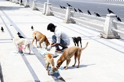 Tripura implements special measures to control stray dogs, roadside animals as per SC orders | Tripura implements special measures to control stray dogs, roadside animals as per SC orders Tripura implements special measures to control stray dogs, roadside animals as per SC orders | Tripura implements special measures to control stray dogs, roadside animals as per SC orders