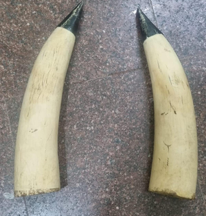 Elephant tusks worth Rs 2 crore stolen from high-security military camp in Kerala | Elephant tusks worth Rs 2 crore stolen from high-security military camp in Kerala Elephant tusks worth Rs 2 crore stolen from high-security military camp in Kerala | Elephant tusks worth Rs 2 crore stolen from high-security military camp in Kerala