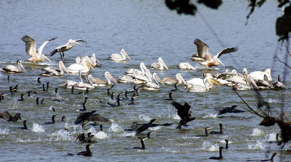TN to conduct 2-day statewide terrestrial bird census today | TN to conduct 2-day statewide terrestrial bird census today TN to conduct 2-day statewide terrestrial bird census today | TN to conduct 2-day statewide terrestrial bird census today