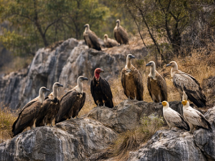 Madhya Pradesh: Panna records 1,127 vultures, Shivpuri 735 in first phase of census | Madhya Pradesh: Panna records 1,127 vultures, Shivpuri 735 in first phase of census Madhya Pradesh: Panna records 1,127 vultures, Shivpuri 735 in first phase of census | Madhya Pradesh: Panna records 1,127 vultures, Shivpuri 735 in first phase of census