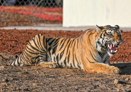 Bandhavgarh Tiger Reserve tells MP HC 4 deaths occurred due to electrocution | Bandhavgarh Tiger Reserve tells MP HC 4 deaths occurred due to electrocution Bandhavgarh Tiger Reserve tells MP HC 4 deaths occurred due to electrocution | Bandhavgarh Tiger Reserve tells MP HC 4 deaths occurred due to electrocution