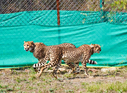 CM Yadav to release two Cheetahs into wilderness at Kuno National Park | CM Yadav to release two Cheetahs into wilderness at Kuno National Park CM Yadav to release two Cheetahs into wilderness at Kuno National Park | CM Yadav to release two Cheetahs into wilderness at Kuno National Park