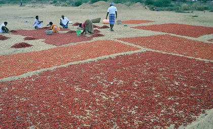 Chilli prices soar in TN's Ramanathapuram as crop losses hit arrivals | Chilli prices soar in TN's Ramanathapuram as crop losses hit arrivals Chilli prices soar in TN's Ramanathapuram as crop losses hit arrivals | Chilli prices soar in TN's Ramanathapuram as crop losses hit arrivals