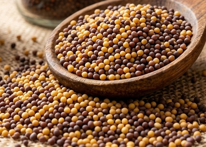 Haryana expected to see 13.17 lakh metric tons mustard | Haryana expected to see 13.17 lakh metric tons mustard Haryana expected to see 13.17 lakh metric tons mustard | Haryana expected to see 13.17 lakh metric tons mustard