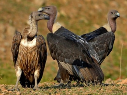 TN, Kerala, Karnataka to join hands for March 7-8 Nilgiri Vulture census | TN, Kerala, Karnataka to join hands for March 7-8 Nilgiri Vulture census TN, Kerala, Karnataka to join hands for March 7-8 Nilgiri Vulture census | TN, Kerala, Karnataka to join hands for March 7-8 Nilgiri Vulture census