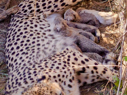 Namibian cheetah Jwala gives birth to five cubs at Kuno, India born tally rises to 33 | Namibian cheetah Jwala gives birth to five cubs at Kuno, India born tally rises to 33 Namibian cheetah Jwala gives birth to five cubs at Kuno, India born tally rises to 33 | Namibian cheetah Jwala gives birth to five cubs at Kuno, India born tally rises to 33