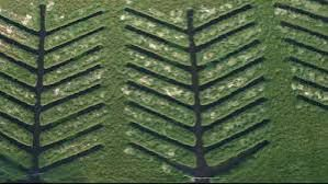 TN plants 20,000 mangroves along Buckingham canal to boost Chennai's climate resilience | TN plants 20,000 mangroves along Buckingham canal to boost Chennai's climate resilience TN plants 20,000 mangroves along Buckingham canal to boost Chennai's climate resilience | TN plants 20,000 mangroves along Buckingham canal to boost Chennai's climate resilience