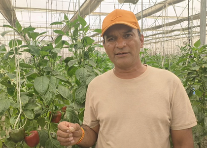 NHM-backed polyhouse farming boosts farmers’ income, creates rural jobs in UP’s Pilibhit | NHM-backed polyhouse farming boosts farmers’ income, creates rural jobs in UP’s Pilibhit NHM-backed polyhouse farming boosts farmers’ income, creates rural jobs in UP’s Pilibhit | NHM-backed polyhouse farming boosts farmers’ income, creates rural jobs in UP’s Pilibhit