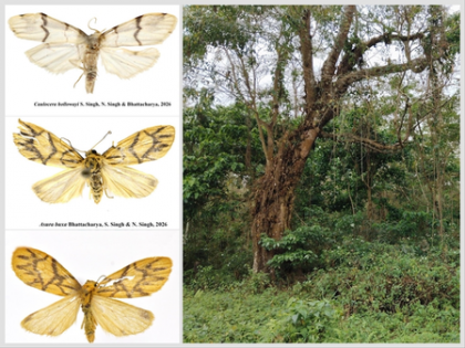 Environment Minister Bhupender Yadav hails discovery of 2 new moth species | Environment Minister Bhupender Yadav hails discovery of 2 new moth species Environment Minister Bhupender Yadav hails discovery of 2 new moth species | Environment Minister Bhupender Yadav hails discovery of 2 new moth species