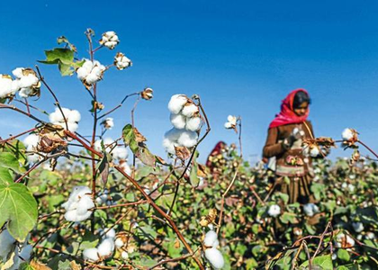 Cabinet okays MSP funding of Rs 1,718.56 crore to CCI to empower cotton farmers | Cabinet okays MSP funding of Rs 1,718.56 crore to CCI to empower cotton farmers Cabinet okays MSP funding of Rs 1,718.56 crore to CCI to empower cotton farmers | Cabinet okays MSP funding of Rs 1,718.56 crore to CCI to empower cotton farmers