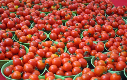 Crash in tomato prices forces TN farmers to halt harvest | Crash in tomato prices forces TN farmers to halt harvest Crash in tomato prices forces TN farmers to halt harvest | Crash in tomato prices forces TN farmers to halt harvest