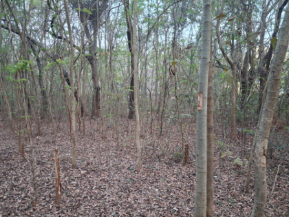 Centre seeks report from Odisha govt on proposed felling of over 2,000 trees at NIT Rourkela | Centre seeks report from Odisha govt on proposed felling of over 2,000 trees at NIT Rourkela Centre seeks report from Odisha govt on proposed felling of over 2,000 trees at NIT Rourkela | Centre seeks report from Odisha govt on proposed felling of over 2,000 trees at NIT Rourkela