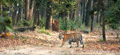 Jharkhand HC raps state govt, summons top official over tiger conservation at Palamu Reserve | Jharkhand HC raps state govt, summons top official over tiger conservation at Palamu Reserve Jharkhand HC raps state govt, summons top official over tiger conservation at Palamu Reserve | Jharkhand HC raps state govt, summons top official over tiger conservation at Palamu Reserve