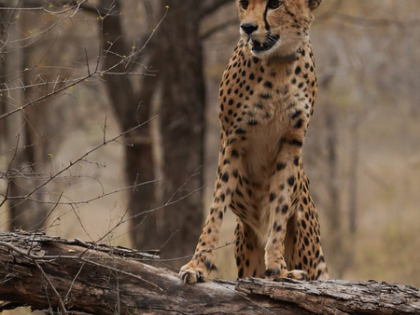 Milestone for first India-born first cheetah 'Mukhi' | Milestone for first India-born first cheetah 'Mukhi' Milestone for first India-born first cheetah 'Mukhi' | Milestone for first India-born first cheetah 'Mukhi'