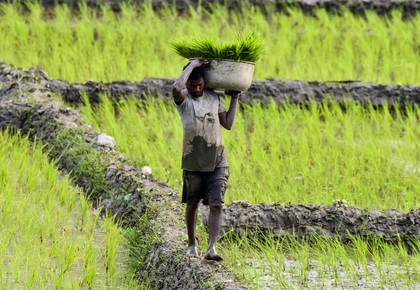 Diversification no longer choice but necessity for future of Punjab's farming: Report | Diversification no longer choice but necessity for future of Punjab's farming: Report Diversification no longer choice but necessity for future of Punjab's farming: Report | Diversification no longer choice but necessity for future of Punjab's farming: Report