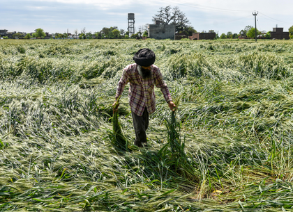 Hailstorms devastate over 8,000 hectares in Maharashtra's Dhule; farmers face severe losses | Hailstorms devastate over 8,000 hectares in Maharashtra's Dhule; farmers face severe losses Hailstorms devastate over 8,000 hectares in Maharashtra's Dhule; farmers face severe losses | Hailstorms devastate over 8,000 hectares in Maharashtra's Dhule; farmers face severe losses
