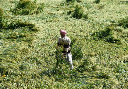 Shivraj Singh Chouhan takes stock of crop damage due to freak rains, hailstorms | Shivraj Singh Chouhan takes stock of crop damage due to freak rains, hailstorms Shivraj Singh Chouhan takes stock of crop damage due to freak rains, hailstorms | Shivraj Singh Chouhan takes stock of crop damage due to freak rains, hailstorms