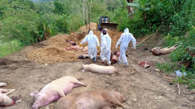 Chhattisgarh: African Swine Fever outbreak confirmed, 300 pigs culled | Chhattisgarh: African Swine Fever outbreak confirmed, 300 pigs culled Chhattisgarh: African Swine Fever outbreak confirmed, 300 pigs culled | Chhattisgarh: African Swine Fever outbreak confirmed, 300 pigs culled