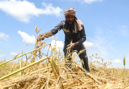 MP: Over 19 lakh farmers register as wheat procurement begins tomorrow | MP: Over 19 lakh farmers register as wheat procurement begins tomorrow MP: Over 19 lakh farmers register as wheat procurement begins tomorrow | MP: Over 19 lakh farmers register as wheat procurement begins tomorrow