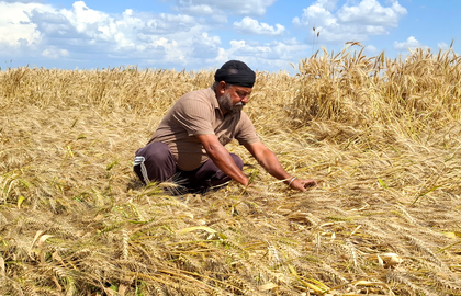 Centre eases wheat procurement norms, relief for rain-hit Rajasthan farmers | Centre eases wheat procurement norms, relief for rain-hit Rajasthan farmers Centre eases wheat procurement norms, relief for rain-hit Rajasthan farmers | Centre eases wheat procurement norms, relief for rain-hit Rajasthan farmers