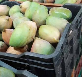 West Asia conflict hits Coimbatore mango exports, prices crash amid supply gluts | West Asia conflict hits Coimbatore mango exports, prices crash amid supply gluts West Asia conflict hits Coimbatore mango exports, prices crash amid supply gluts | West Asia conflict hits Coimbatore mango exports, prices crash amid supply gluts