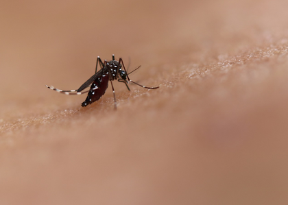 Vietnam warns of rising dengue fever cases | Vietnam warns of rising dengue fever cases Vietnam warns of rising dengue fever cases | Vietnam warns of rising dengue fever cases