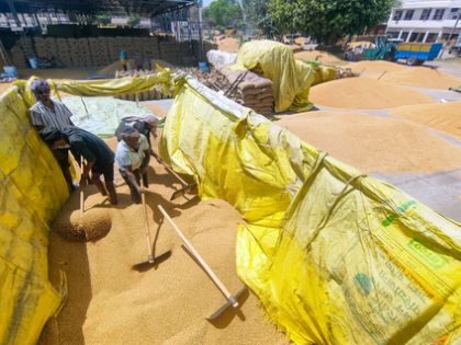 MP: Wheat procurement to begin from tomorrow | MP: Wheat procurement to begin from tomorrow MP: Wheat procurement to begin from tomorrow | MP: Wheat procurement to begin from tomorrow