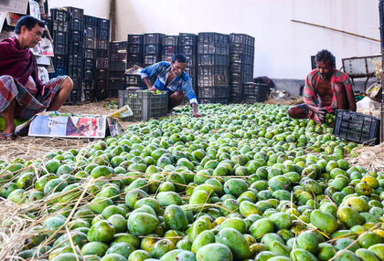 Maha: Parties, farmer groups demand aid for loss-hit Konkan mango, cashew growers | Maha: Parties, farmer groups demand aid for loss-hit Konkan mango, cashew growers Maha: Parties, farmer groups demand aid for loss-hit Konkan mango, cashew growers | Maha: Parties, farmer groups demand aid for loss-hit Konkan mango, cashew growers