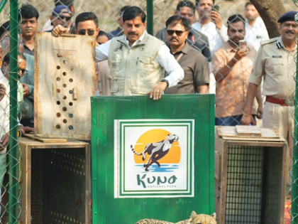 MP CM releases two Botswana cheetahs into open forest at Kuno | MP CM releases two Botswana cheetahs into open forest at Kuno MP CM releases two Botswana cheetahs into open forest at Kuno | MP CM releases two Botswana cheetahs into open forest at Kuno