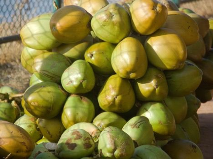 Gujarat records 20 pc rise in tender coconut production | Gujarat records 20 pc rise in tender coconut production Gujarat records 20 pc rise in tender coconut production | Gujarat records 20 pc rise in tender coconut production