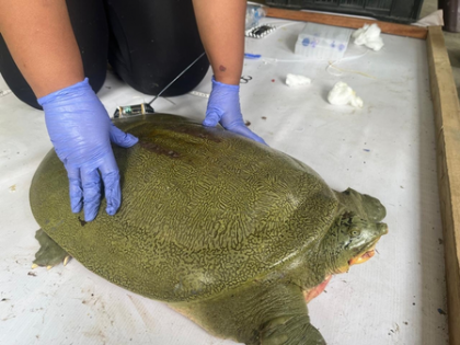 India achieves first-ever satellite tagging of endangered Ganges Softshell Turtle in Kaziranga | India achieves first-ever satellite tagging of endangered Ganges Softshell Turtle in Kaziranga India achieves first-ever satellite tagging of endangered Ganges Softshell Turtle in Kaziranga | India achieves first-ever satellite tagging of endangered Ganges Softshell Turtle in Kaziranga