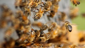 Research team face bees attack at Singhanpur cave in Chhattisgarh's Raigarh | Research team face bees attack at Singhanpur cave in Chhattisgarh's Raigarh Research team face bees attack at Singhanpur cave in Chhattisgarh's Raigarh | Research team face bees attack at Singhanpur cave in Chhattisgarh's Raigarh