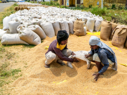 MP procures over 87.71 lakh MT wheat from 12.10 lakh farmers | MP procures over 87.71 lakh MT wheat from 12.10 lakh farmers MP procures over 87.71 lakh MT wheat from 12.10 lakh farmers | MP procures over 87.71 lakh MT wheat from 12.10 lakh farmers